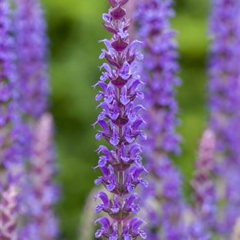 Salvia nemorosa 'Ostfriesland'