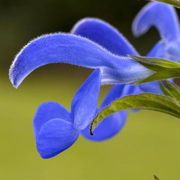 Salvia pratensis