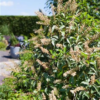 Prunus lusitanica