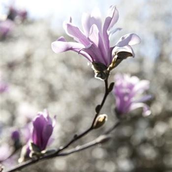 Magnolia x loebneri 'Leonard Messel'