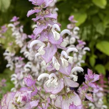 Salvia sclarea