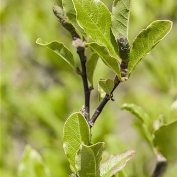 Magnolia x soulangiana