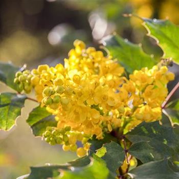 Mahonia aquifolium