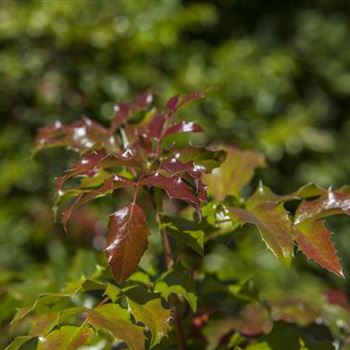 Mahonia aquifolium