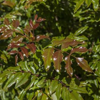 Mahonia aquifolium