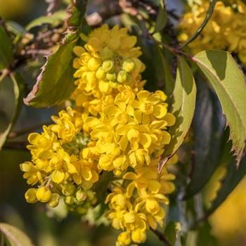 Mahonia aquifolium