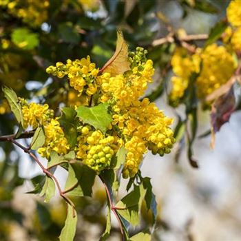 Mahonia aquifolium