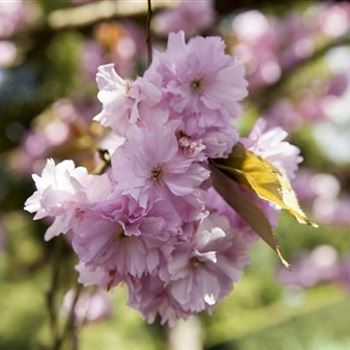 Prunus sargentii