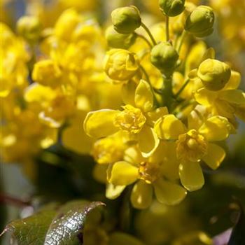 Mahonia aquifolium