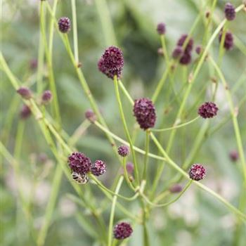 Sanguisorba officinalis