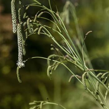 Sanguisorba tenuifolia 'Alba'