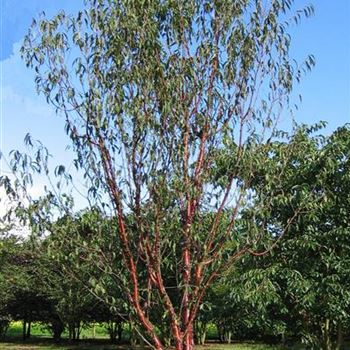 Prunus_serrula_BR_R3.jpg