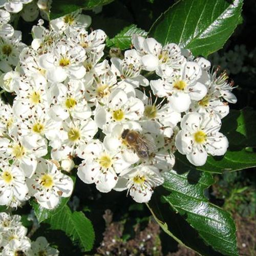 Crataegus 'Carrierei'