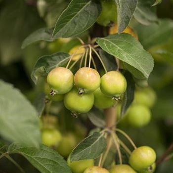 Malus x zumi 'Golden Hornet'