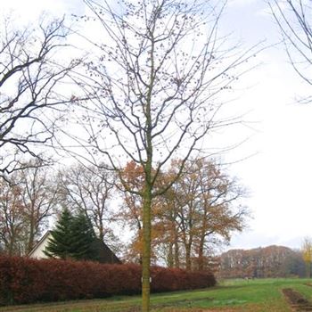 ACA_Sol_baum_5xv_200-300x35-40x-500_R_HE517_13_11_08_26358.jpg