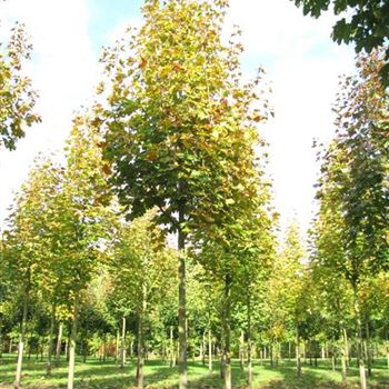 APDEB_Sol_baum_4xv_150-200x25-30x400-500a_R-408_21_10_10_jh_35984.jpg