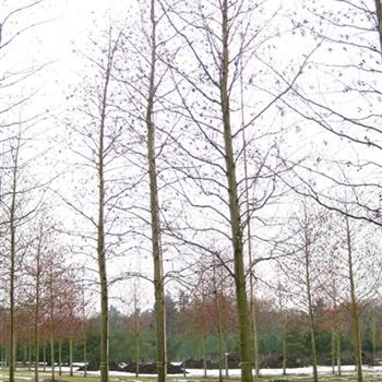 ACO_Sol_baum_5xv_200-300x40-45x700-900_G_WI361_23_02_10_33393.jpg