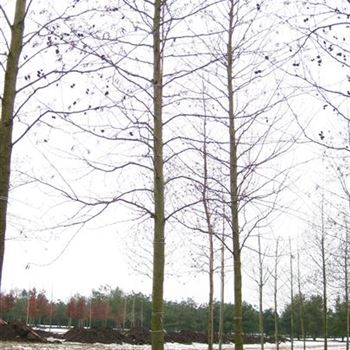ACO_Sol_baum_5xv_200-300x40-45x700-900_2_G_WI361_23_02_10_33392.jpg