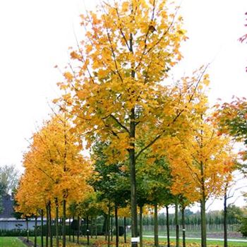 APDEB_Sol_baum_5xv_200-300x30-35-40x500-700_R_ON1060_25_10_05_6537.jpg
