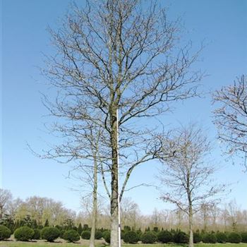 GTR_Sol_baum_6xv_300-400x70-80x700-900_O-122_15_04_10_jh_34266.jpg