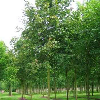 APDEB_Sol_baum_5xv_200-300x35-40x500-700_R_STE57_28_07_09_30191.jpg