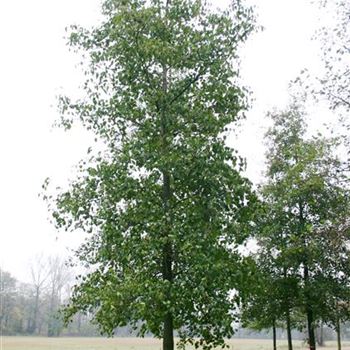 ACO_Sol_baum_6xv_300-400x50-60x700-900_G_WI369_15_11_05_5989.jpg