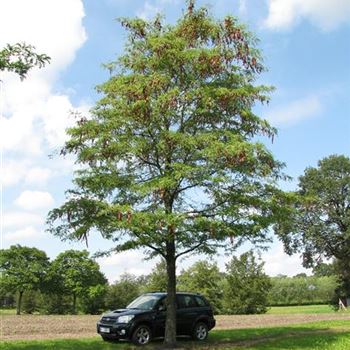 GTR_Sol_baum_8xv_400-600x80-90x900-1200_O-122_22_08_11_jh_36769.jpg