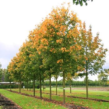 APDEB_Sol_baum_6xv_300-400x45-50x700-900_R_ON1060_05_10_07_20327.jpg