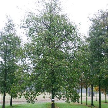 ACO_Sol_baum_6xv_300-400x50-60x700-900_G_WI369_2_15_11_05_5988.jpg