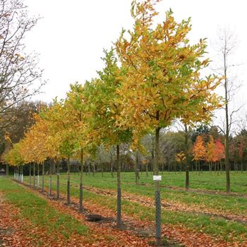MLLME_Sol_baum_5xv_20-25_R_SCHR_KA1006_28_10_05_6302.jpg