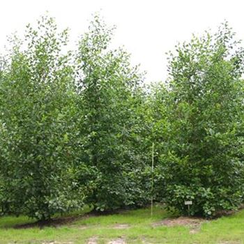 AGL_Sol_4xv_3-4GST_500-600_G_NEU1062_04_08_05_2944.jpg