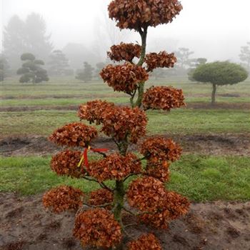FSY_Bonsai-Form_3xv_80-100x150-175_O-615_12_02_16_wr_41958.JPG