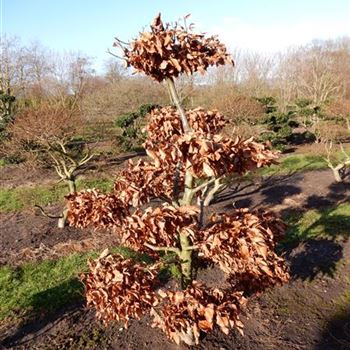 FSY_Bonsai-Form_3xv_80-100x150-175_O-124_28_01_16_wr_41957.JPG