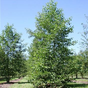 AGL_Sol_4xv_3-4GST_Hoe600+_G_NEU1054_4_17_07_06_12442.jpg