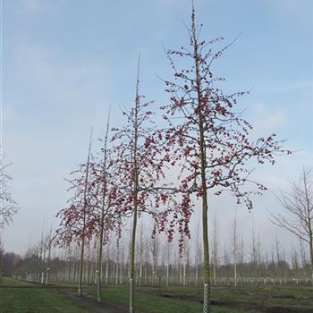 MRSE_Sol_baum_5xv_150-200x30-35_R-1146_15_01_14_jh_39336.jpg