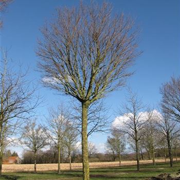RPUM_Sol_baum_6xv_200-300x50-60_STH275_R-1086_02_03_15_jh_41809.jpg