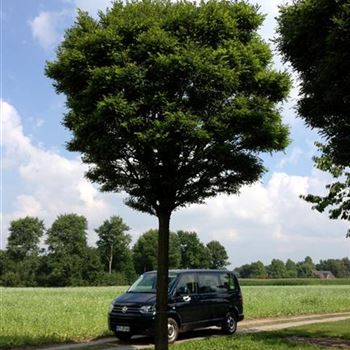 RPUM_Sol_baum_6xv_200-300x60-70_STH250_R-1086_30_07_14_40719.jpg