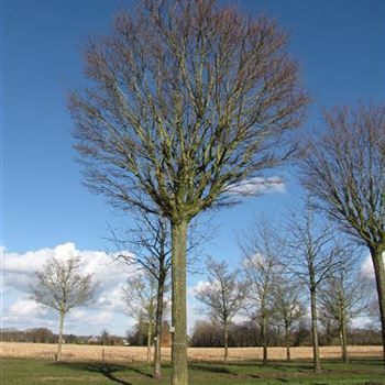 RPUM_Sol_baum_6xv_200-300x60-70_STH275_R-1086_02_03_15_jh_41810.jpg