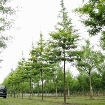 GTSU_Sol_baum_5xv_200-300x30-35x500-700_R-529_03_09_10_jh_35358.jpg