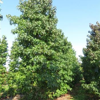 LST_Sol_mst_6xv_200-300x600-700_O-1056_06_10_14_kd_39522.JPG