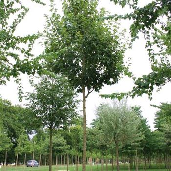 ASAC_Sol_baum_5xv_150-200x30-35x-500_STH-300_R_NA367_08_08_06_12719.jpg