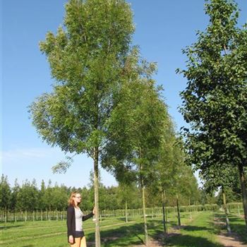 FARA_Sol_baum_5xv_200-300x25-30x500-700_R-134_28_08_13_jh_37908.jpg