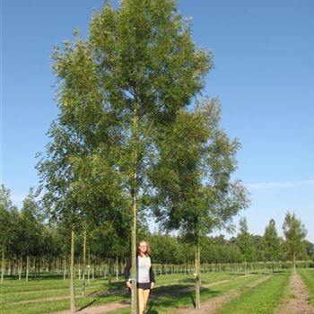 FARA_Sol_baum_5xv_200-300x30-35x500-700_R-134_28_08_13_jh_37909.jpg