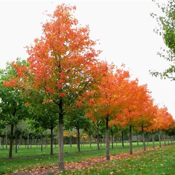 ASAC_Sol_baum_5xv_200-300x40-45x500-700_R-1087_06_10_10_jh_35677.jpg