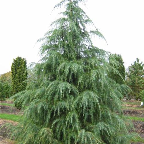 Cedrus deodara