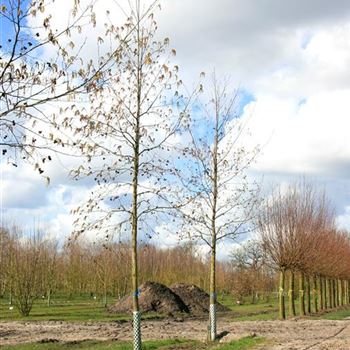 ACO_Sol_baum_5xv_200-300x25-30x500-700_G_NEU1050_19_03_08_22698.jpg