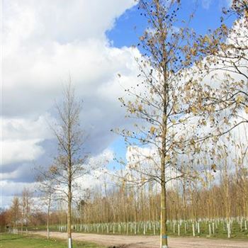 ACO_Sol_baum_5xv_200-300x25-30x500-700_G_NEU1050_3_19_03_08_22697.jpg