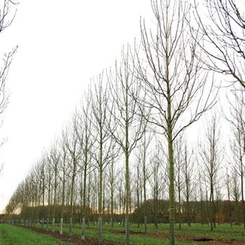 FEAL_Sol_baum_4xv_150-200x20-25x400-500_G_ESCH825_15_11_07_21210.jpg