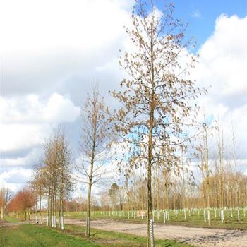 ACO_Sol_baum_5xv_200-300x30-35x500-700_G_NEU1050_2_19_03_08_22699.jpg