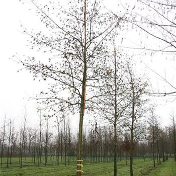 ACO_Sol_baum_5xv_200-300x30-35x500-700_G_HGW_21_12_06_15331.jpg